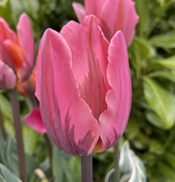Tulipan Pretty Princess 8 løg